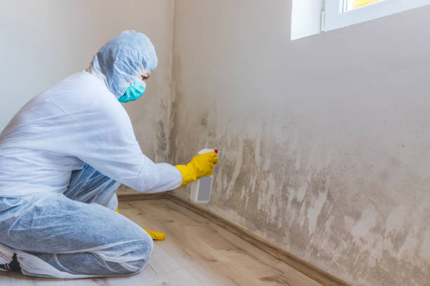 Licensed Mold Remediation service in Glen Rock, PA - WQB Mold Removal